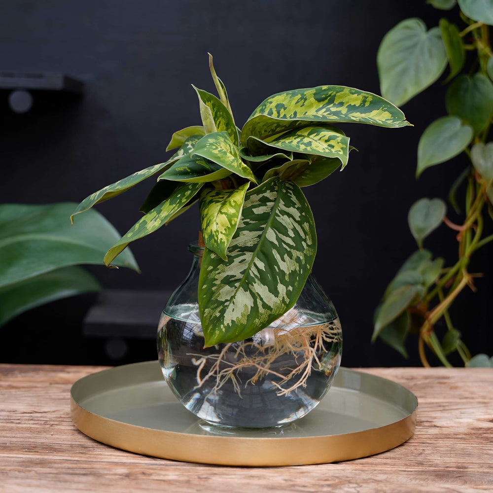 Bolglas | Homalomena Camouflage | Hydroponie