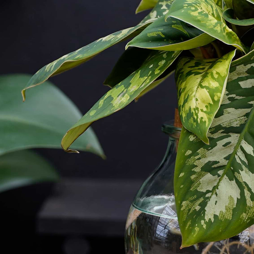 Bolglas | Homalomena Camouflage | Hydroponie