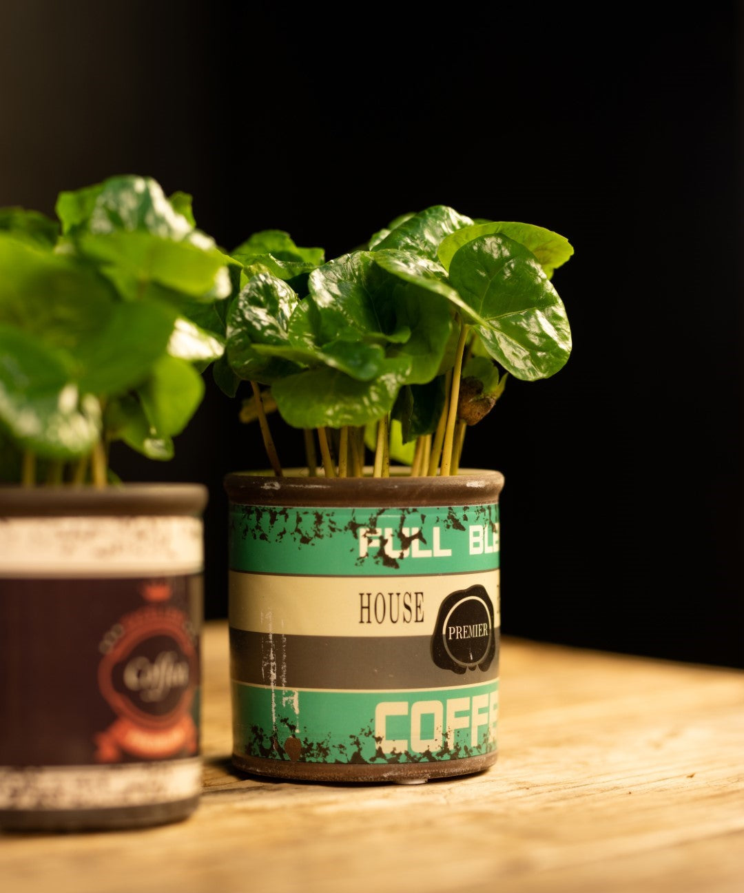 Koffieplant in pot