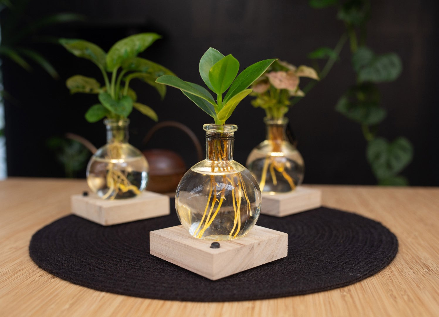 Samoa lichtplantje