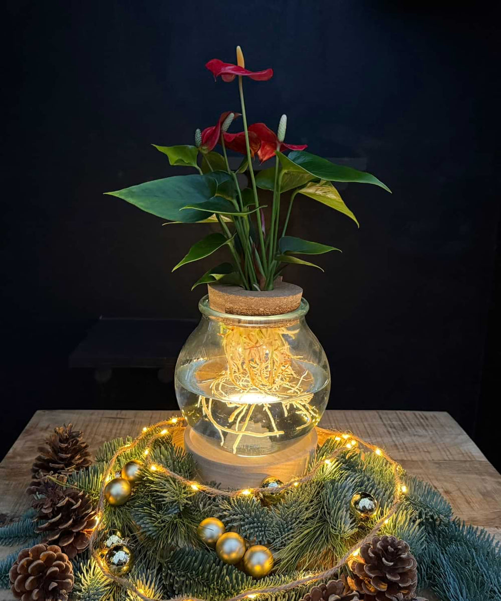 Bolglas | rode Anthurium | Hydroponie