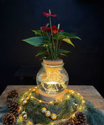 Bolglas | rode Anthurium | Hydroponie