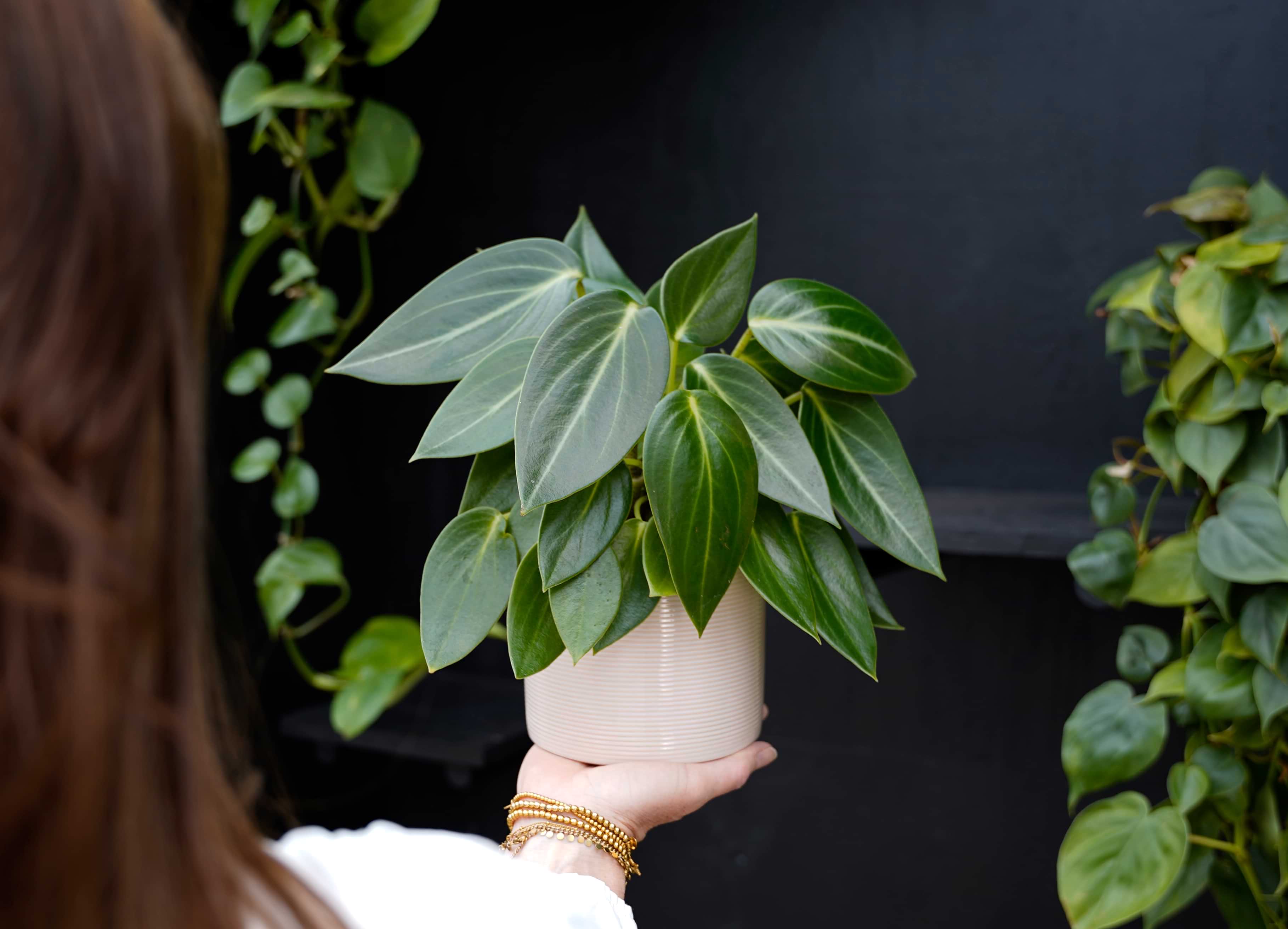 INTENZ® | Monstera Minima | Gatenplant | 35cm | kamerplant | met