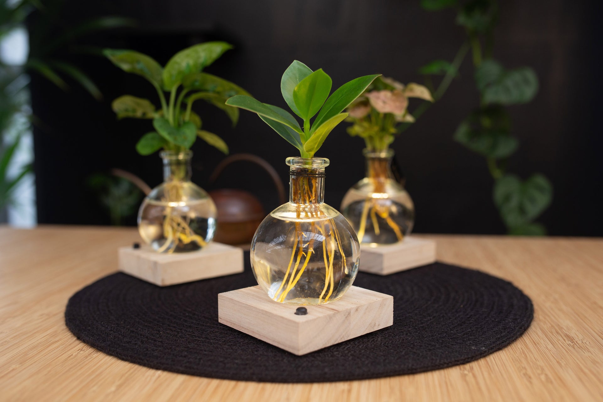 Intenz Samoa glas met Clusia, Monstera, Syngonium