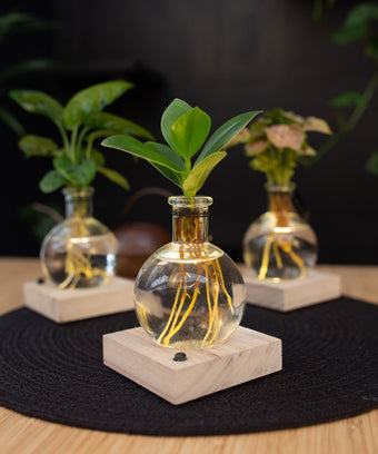 Samoa lichtplantje
