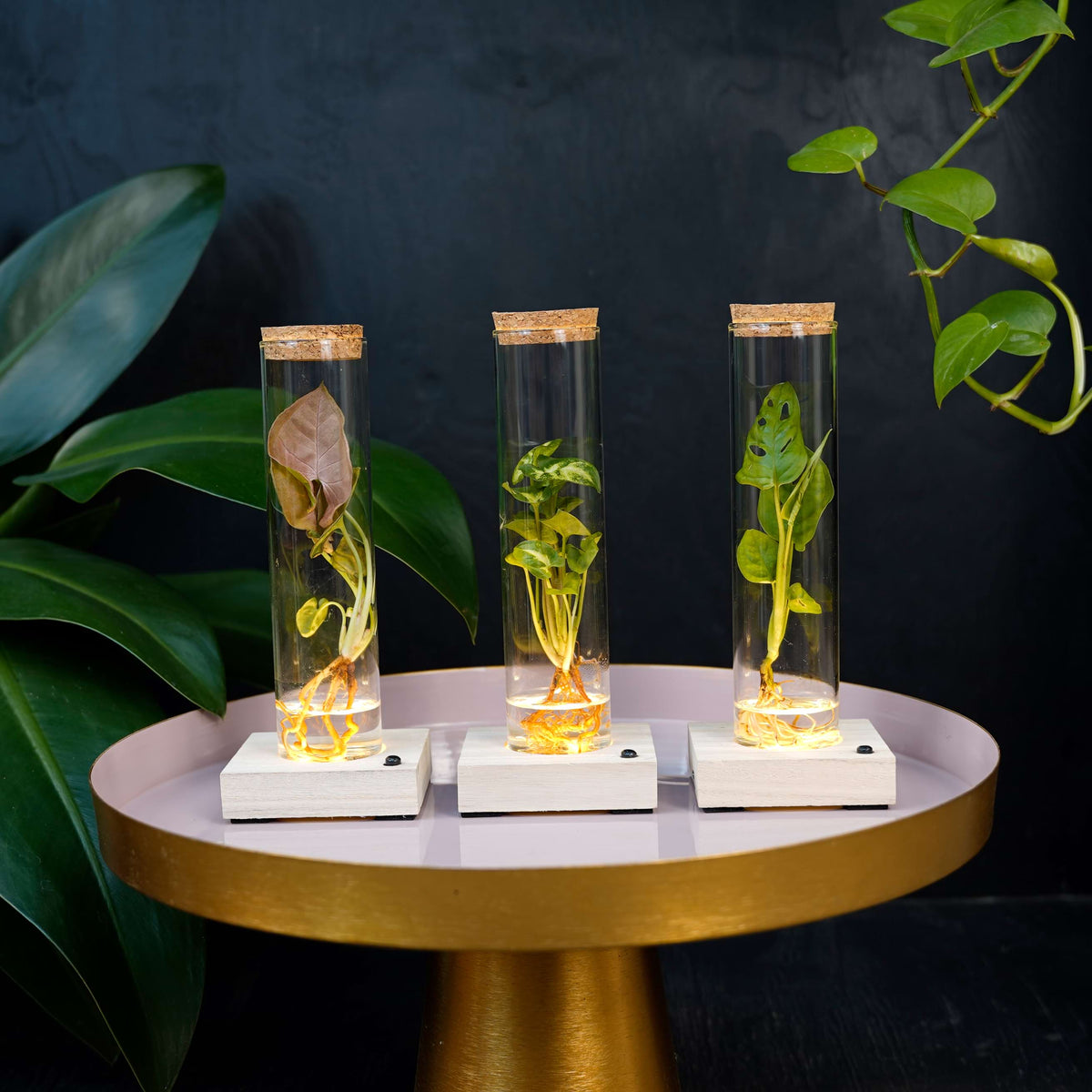 Intenz | Exclusive plants for modern living | Webshop – intenz
