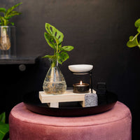 Intenz Welness Monstera