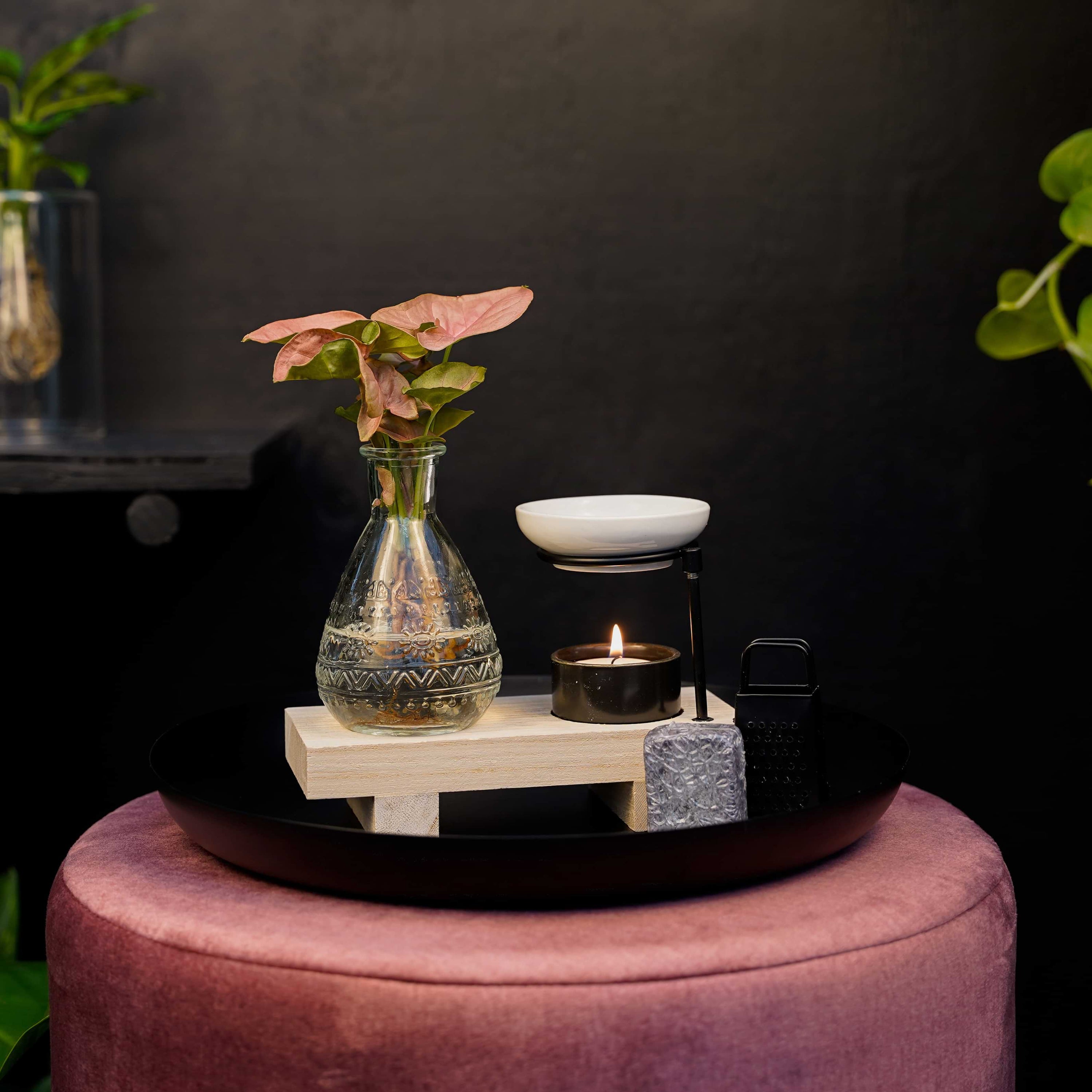 Intenz Welness Syngonium Neon