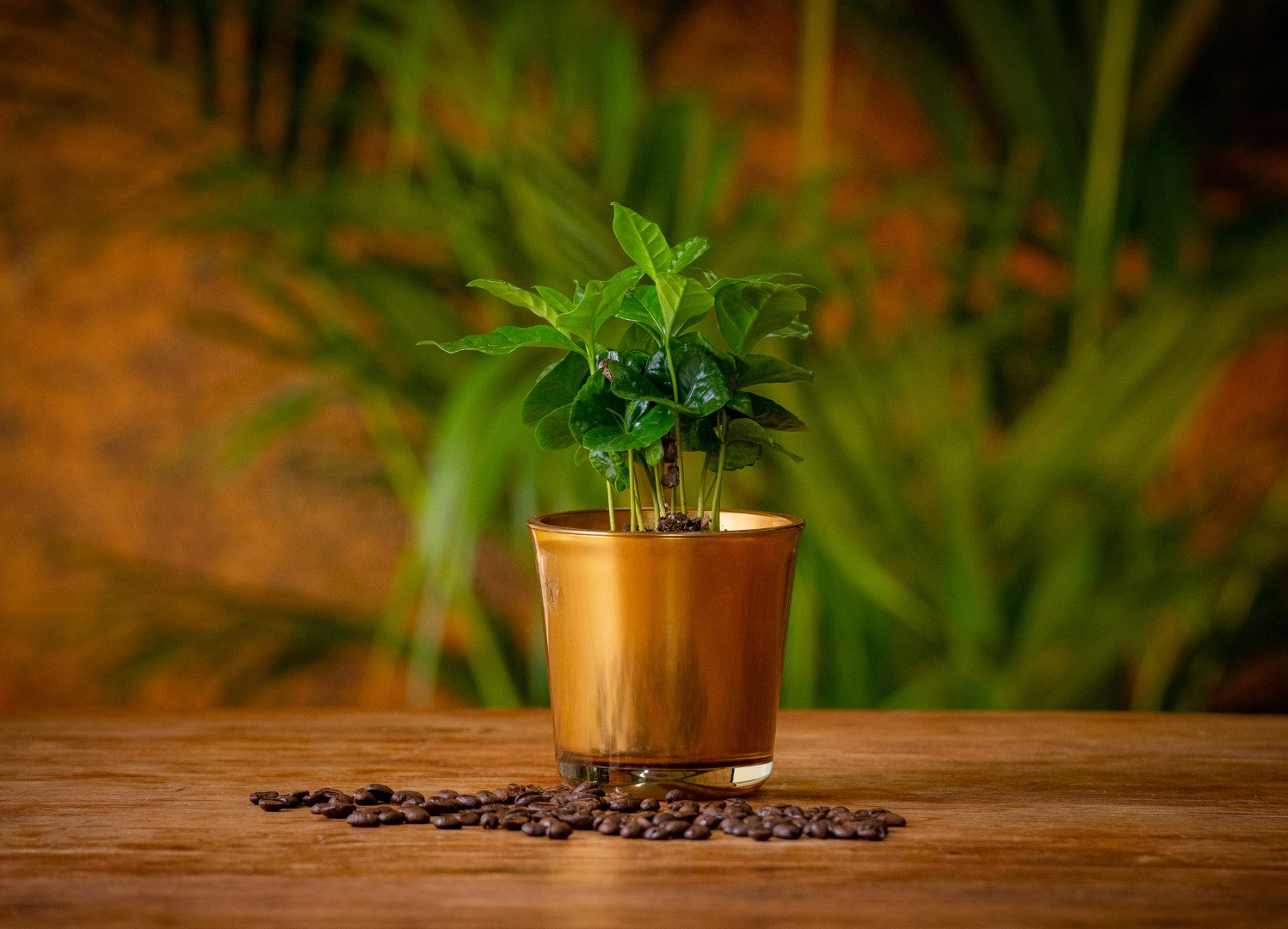 Coffee plant | Coffea Arabica | Gold 