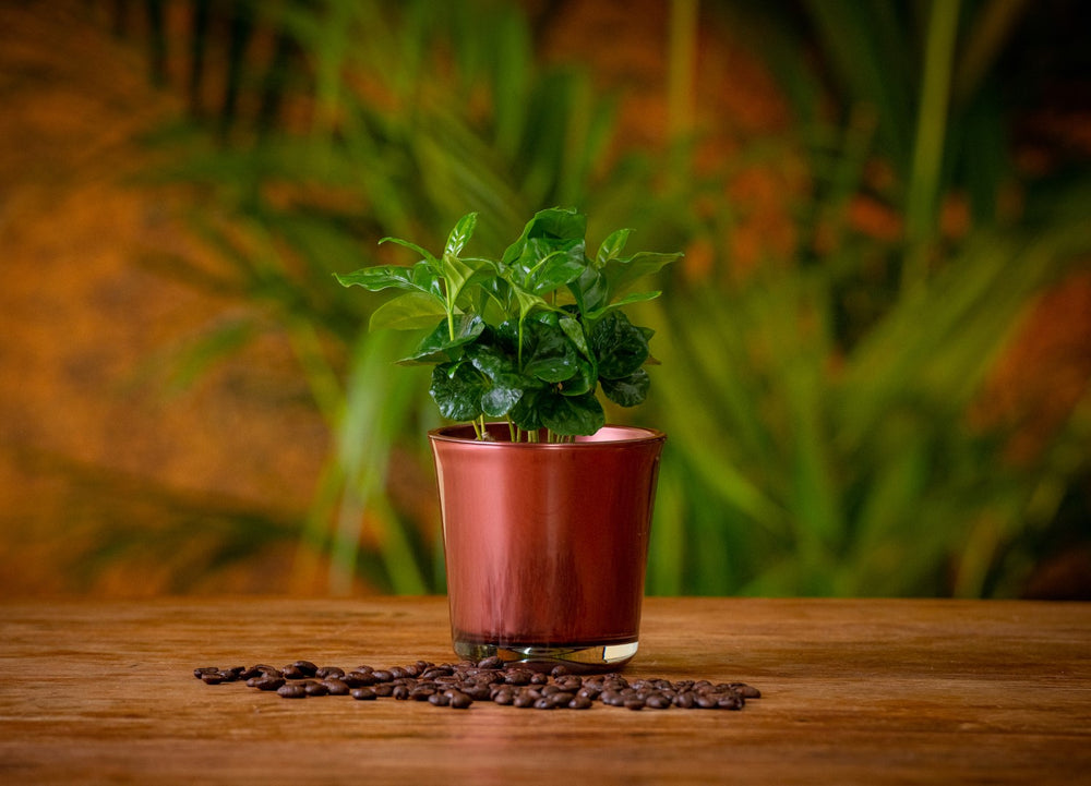 Kaffeepflanze | Kaffee Arabica | Rot