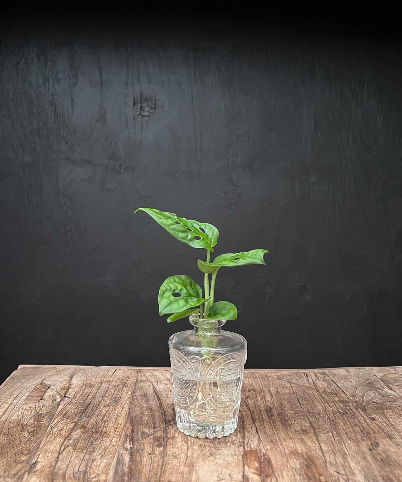 Lofe Whisky glas | Hydroponie | met stek naar keuze | per stuk