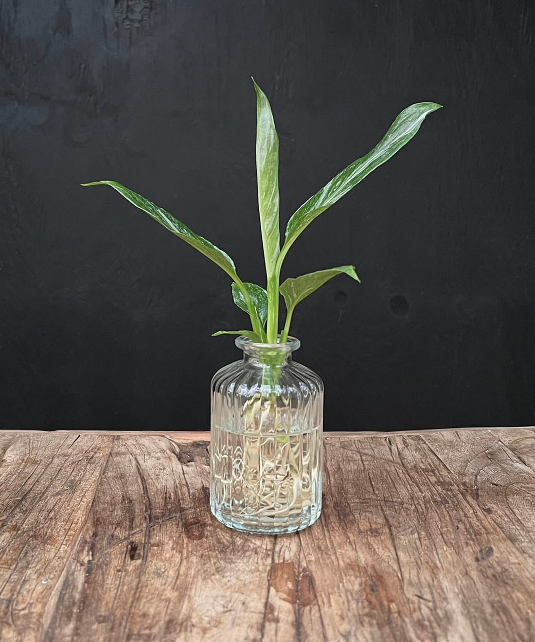 Lofe Jazz | Hydroponie | met plant naar keuze | per stuk