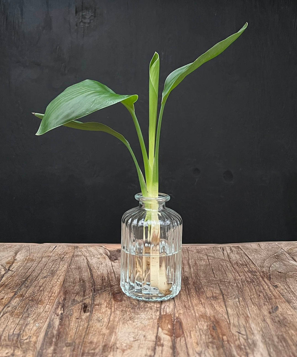 Lofe Jazz | Hydroponie | met plant naar keuze | per stuk