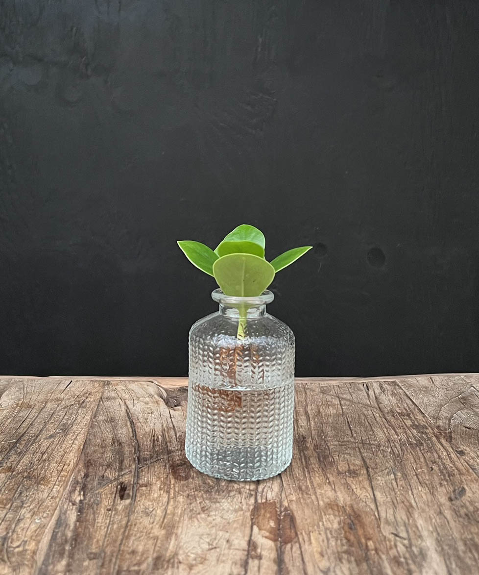 Lofe Jazz | Hydroponie | met plant naar keuze | per stuk