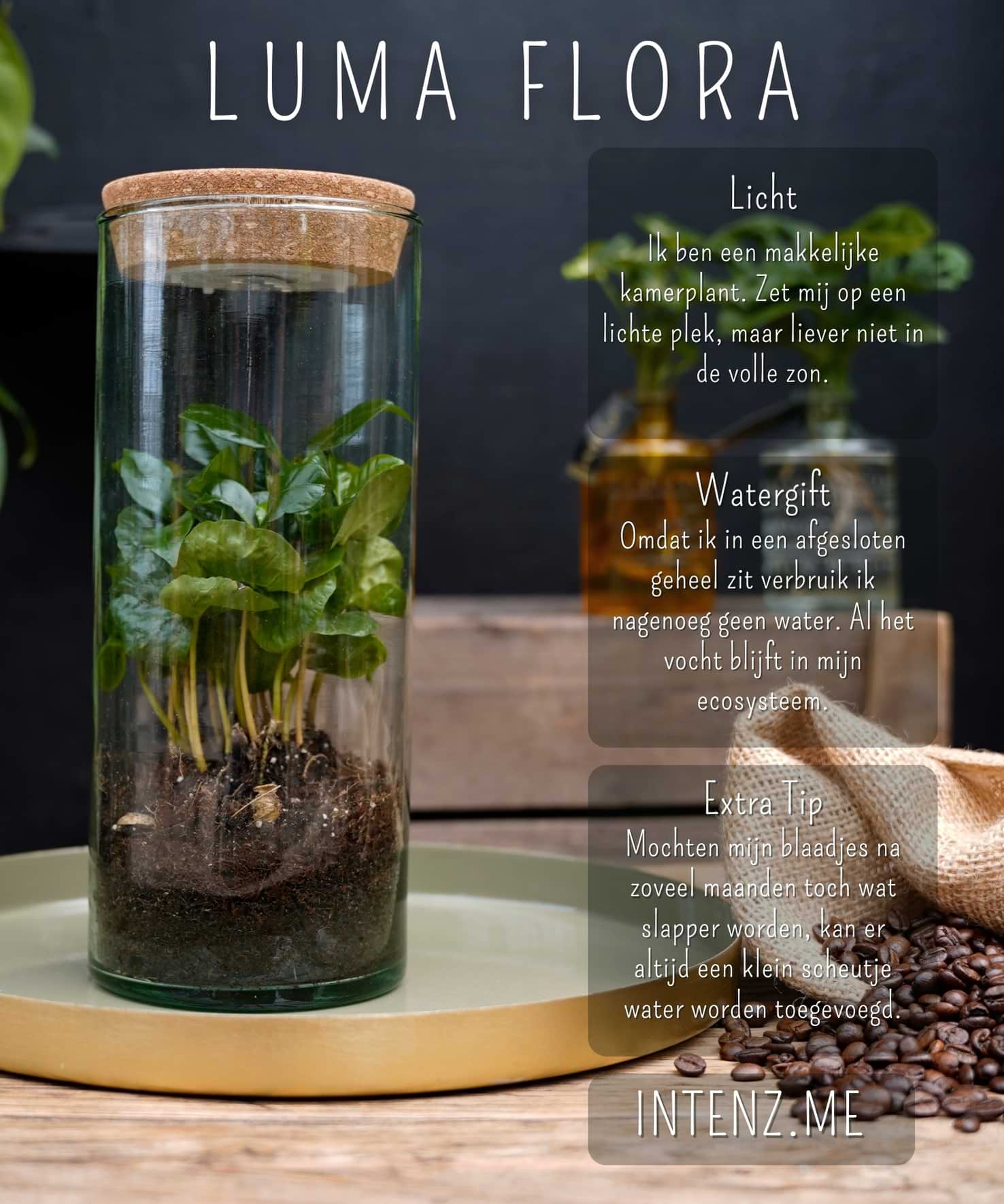 Luma Flora Coffea plant