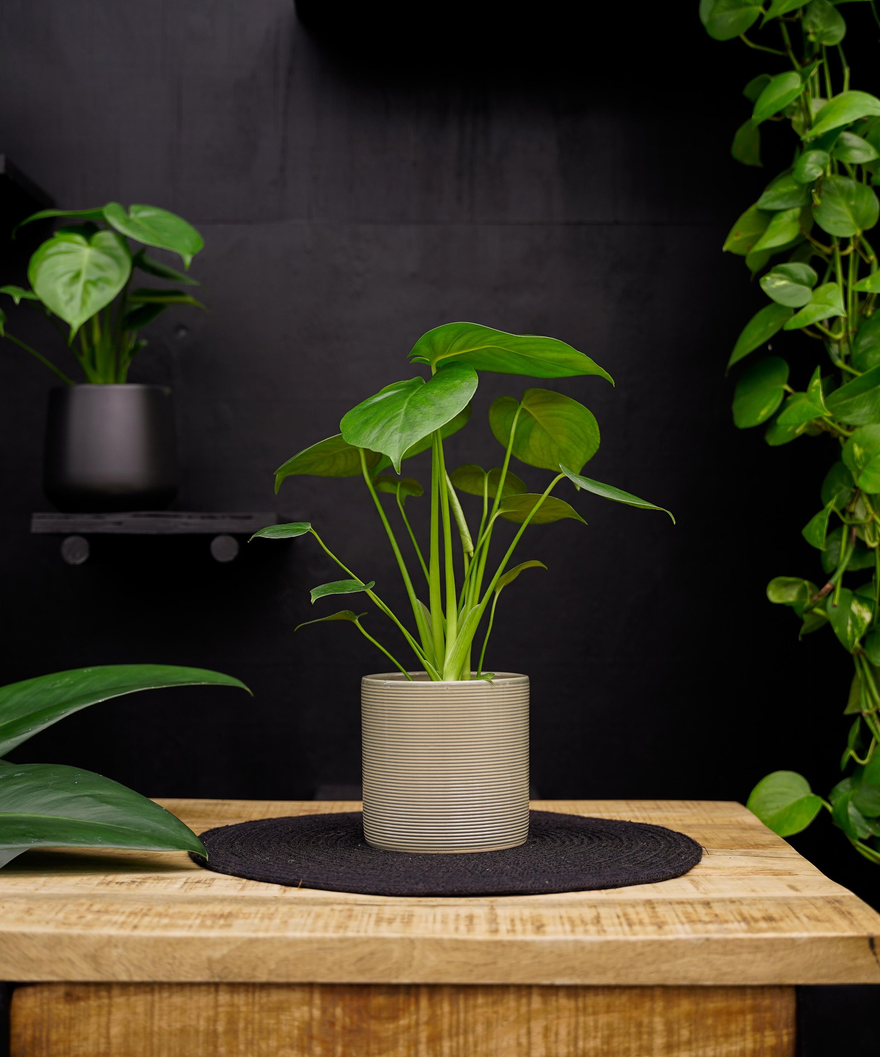 Monstera Deliciosa Tauerii | 35cm | met pot naar keuze