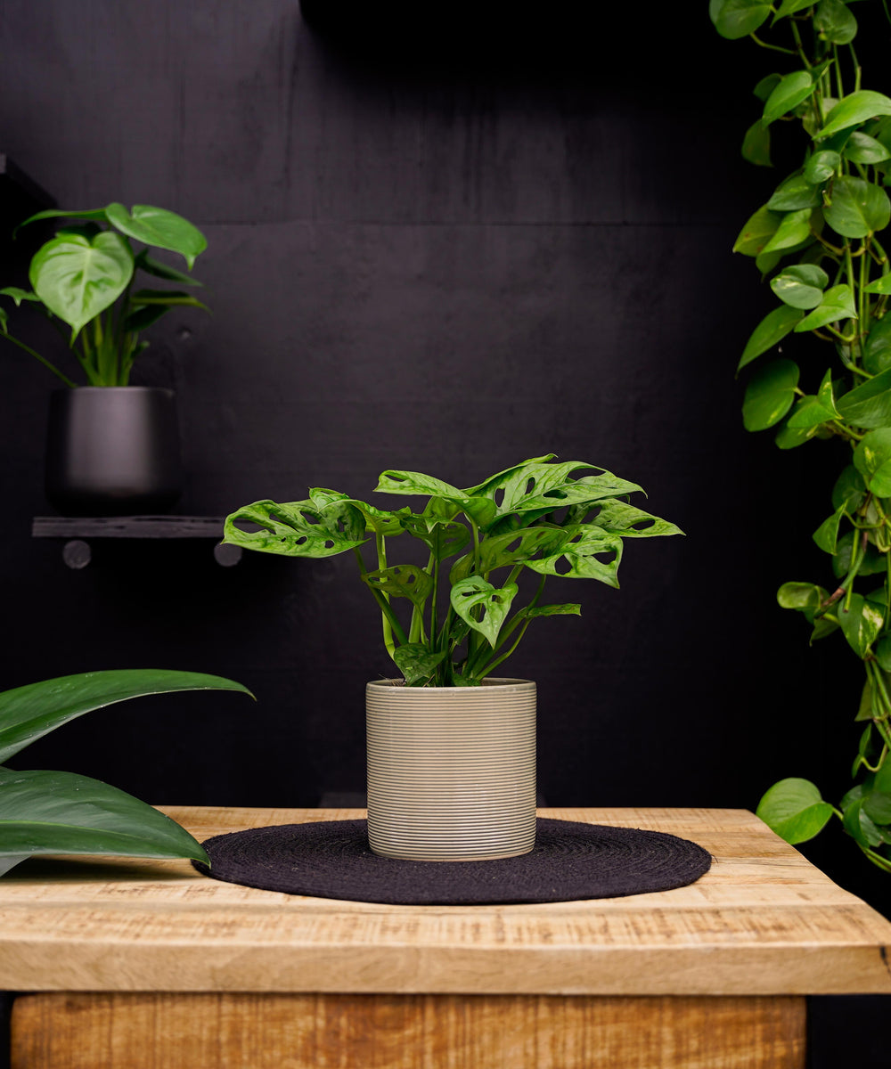 Monstera | Gatenplant | 30cm | met pot naar keuze