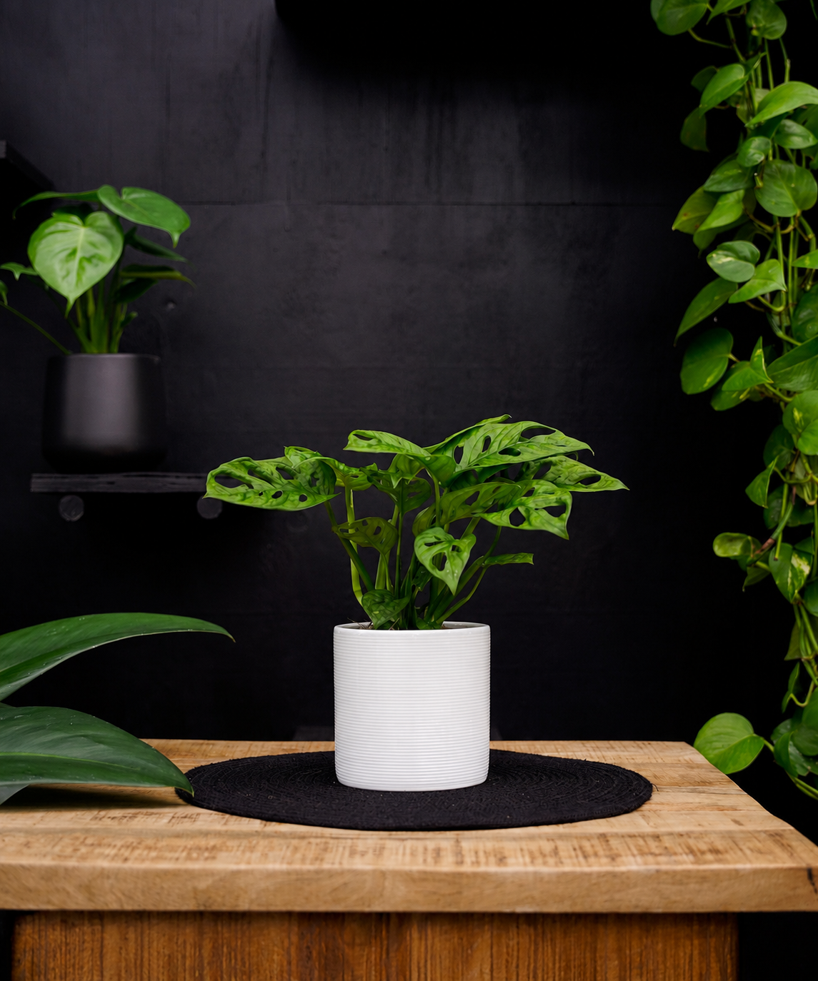 Monstera | Gatenplant | 30cm | met pot naar keuze
