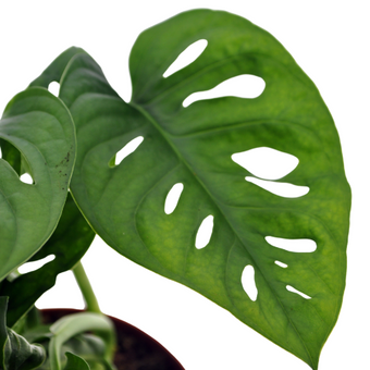 Monstera Blad