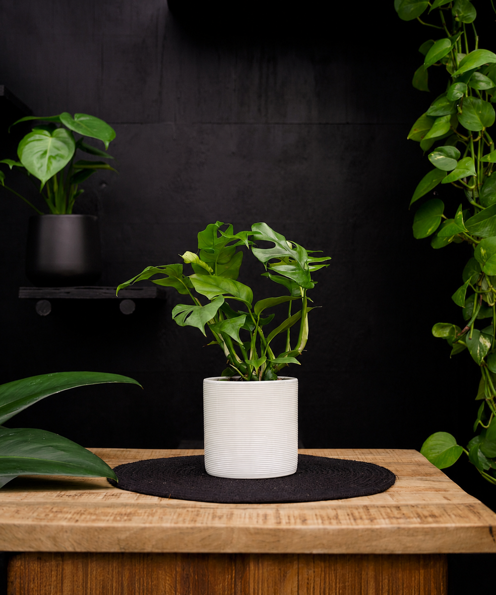 Monstera Minima | 35cm | met pot naar keuze