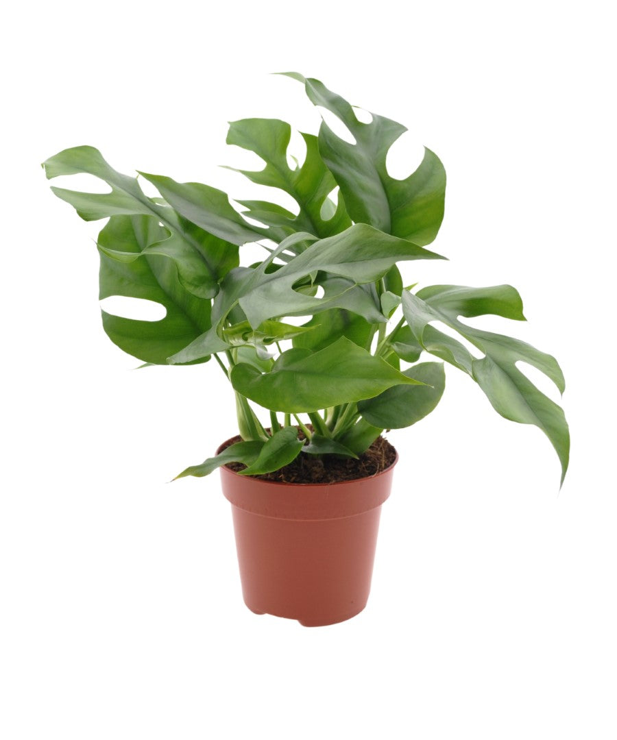 Monstera Minima | 35cm | met pot naar keuze