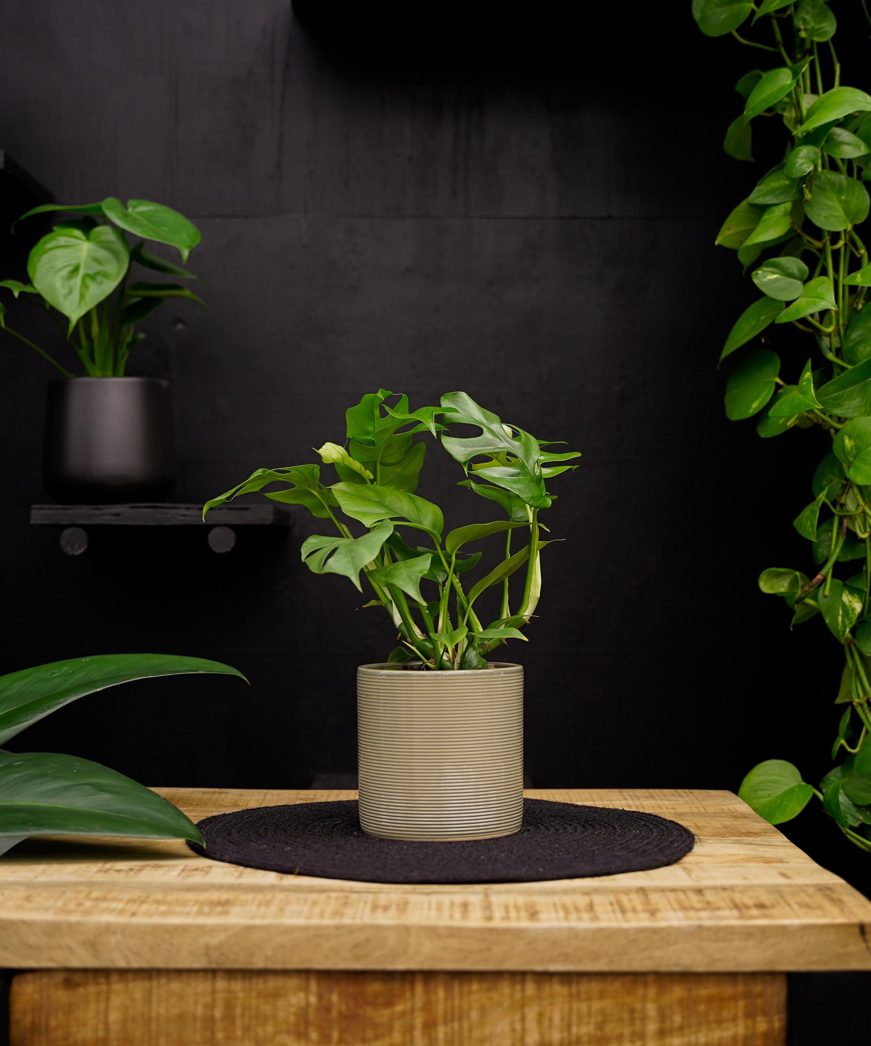 Monstera Minima | 35cm | met pot naar keuze