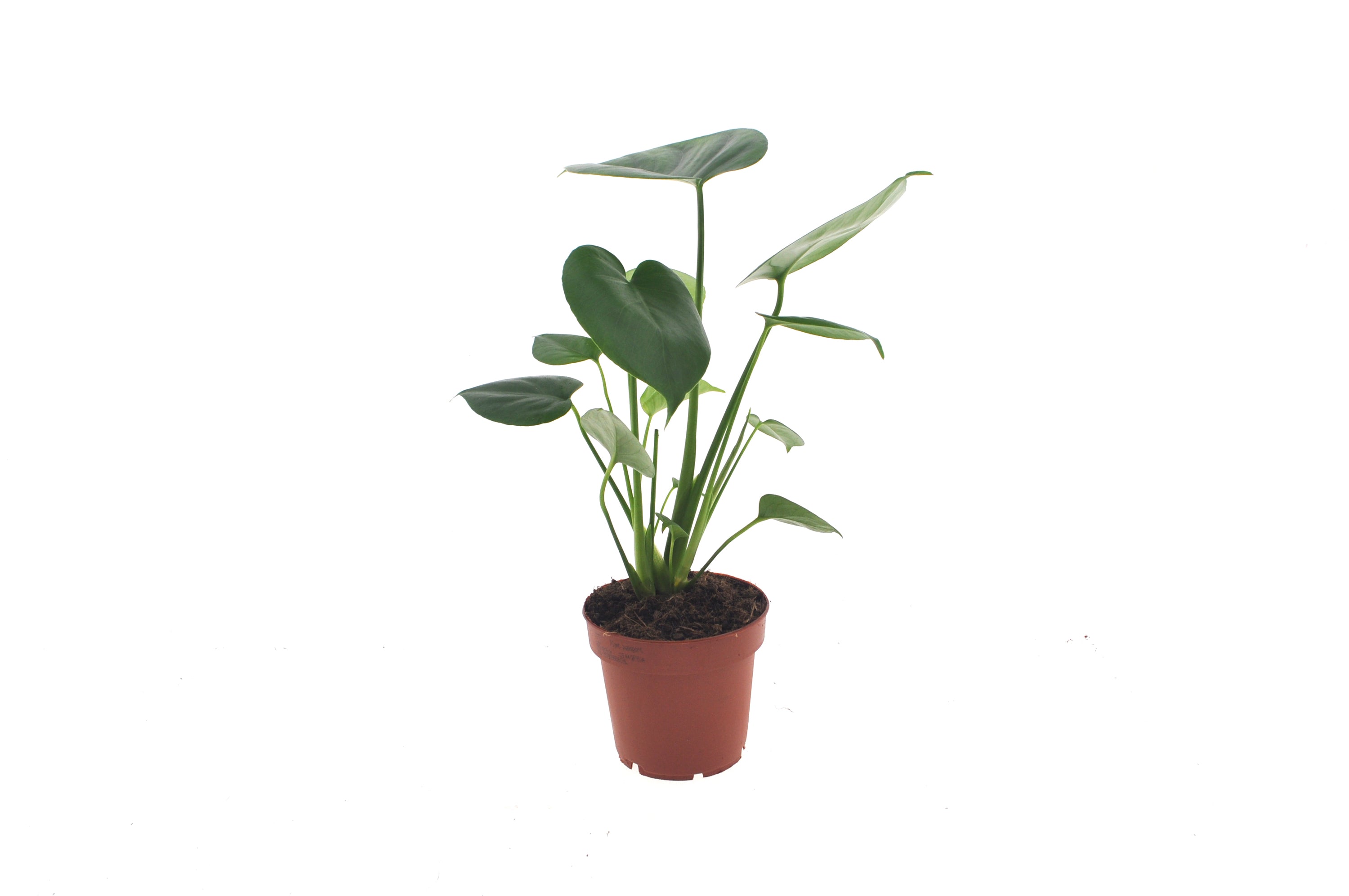 Monstera Deliciosa Tauerii | 35cm | met pot naar keuze