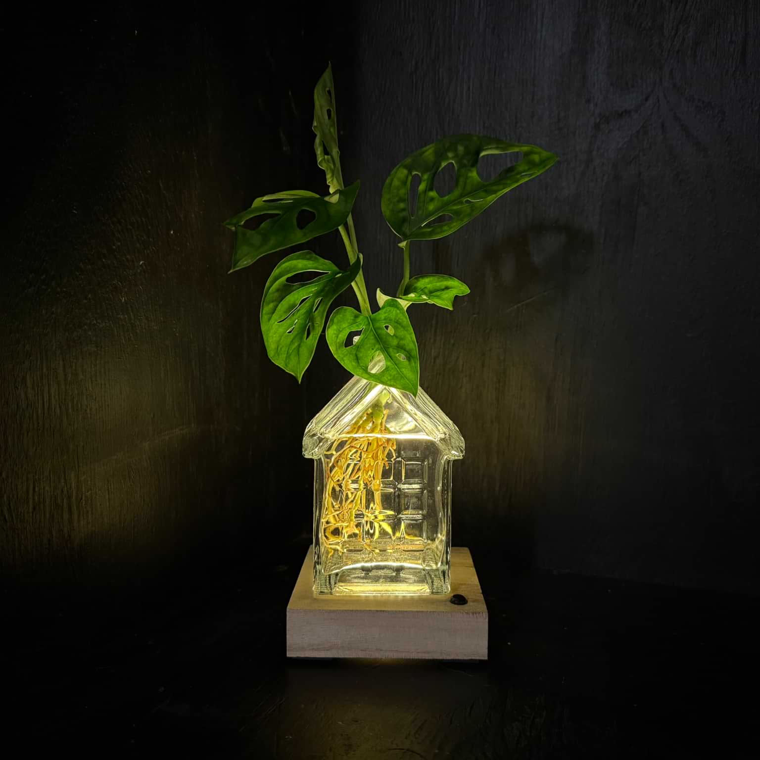 OSLO | Het glazen huis(je) +LED + stek naar keuze