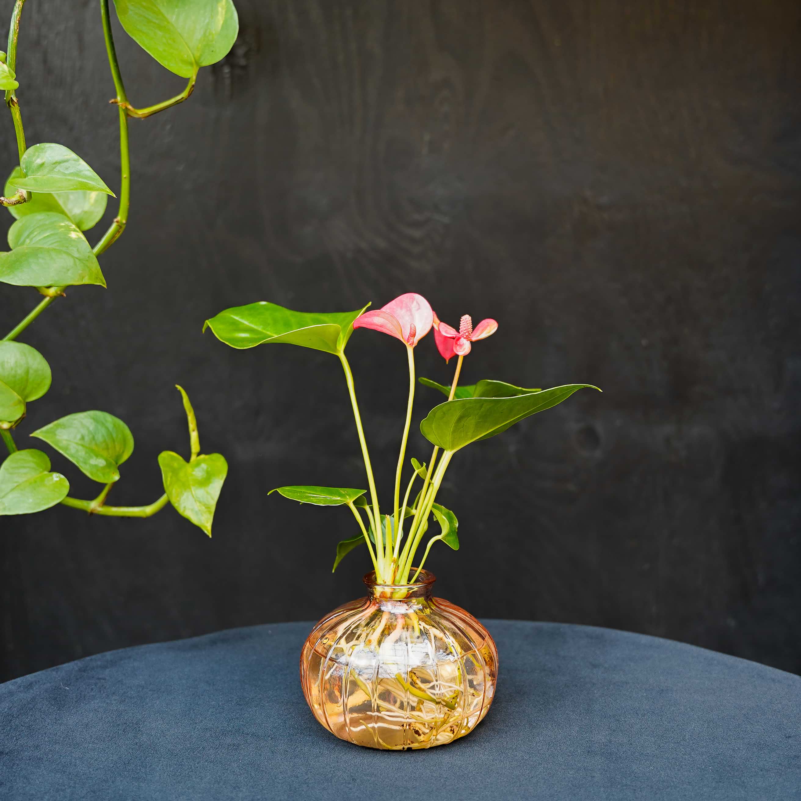 anthurium hydroponie INTENZ® | Nela | Anthurium | Hydroponie