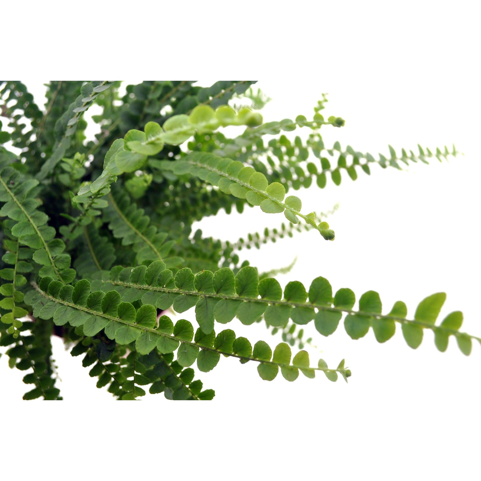 Nephrolepis Duffi leaf