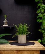 Nephrolepis | 30cm | Nestvaren | Duffi | met pot naar keuze