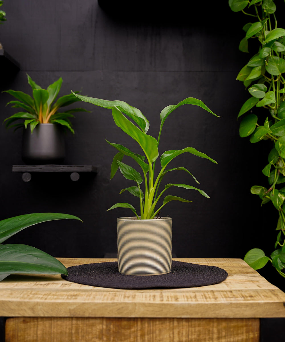 Strelitzia | Paradijsvogelplant | 35cm | met pot naar keuze