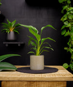 Strelitzia | Paradijsvogelplant | 35cm | met pot naar keuze
