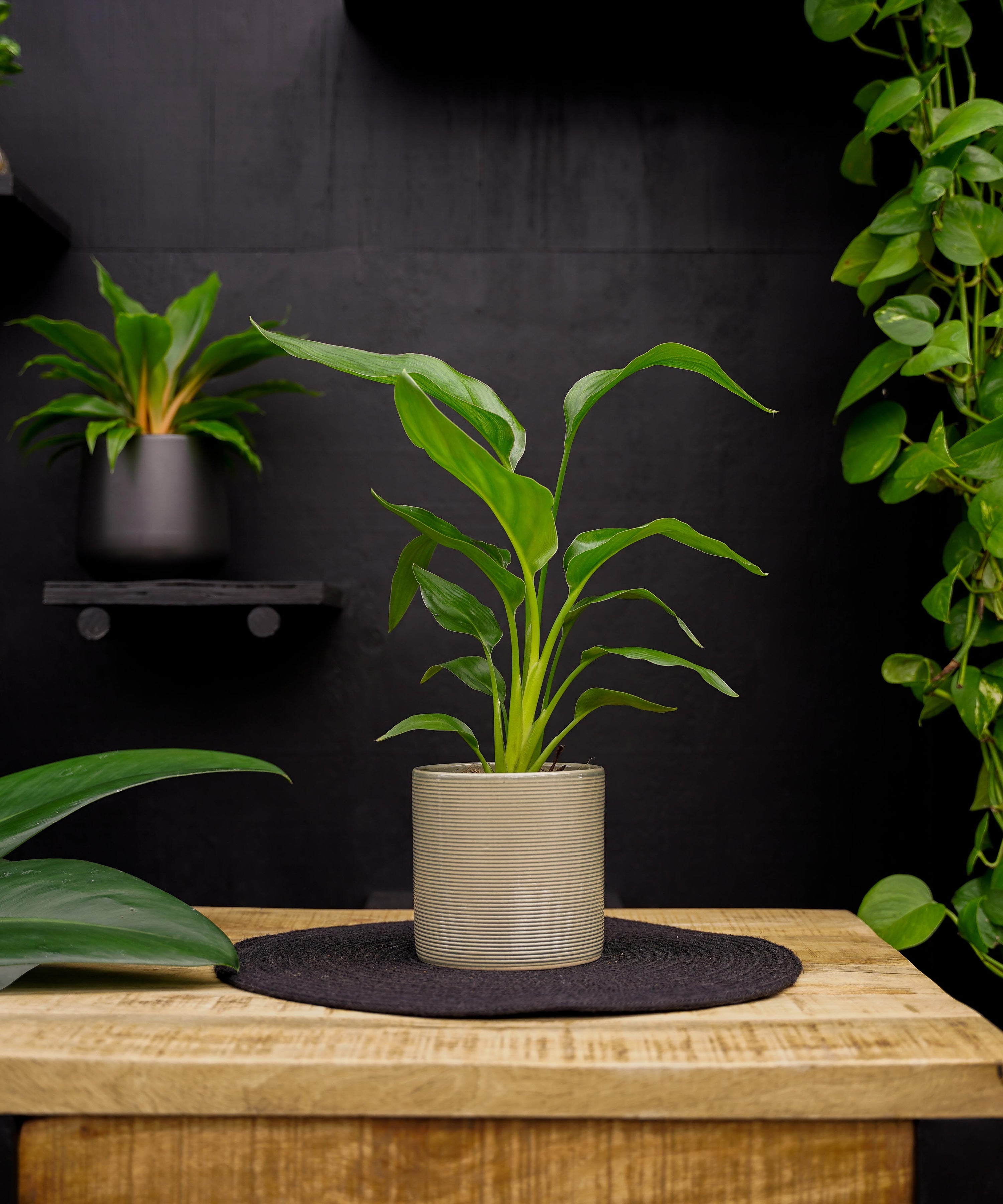 Strelitzia | Paradijsvogelplant | 35cm | met pot naar keuze