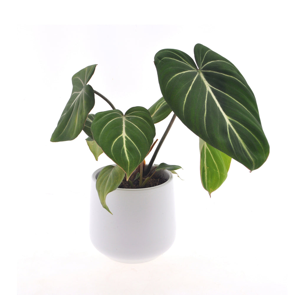 Philodendron Gloriosum | 35cm | inkl. weißem Keramiktopf