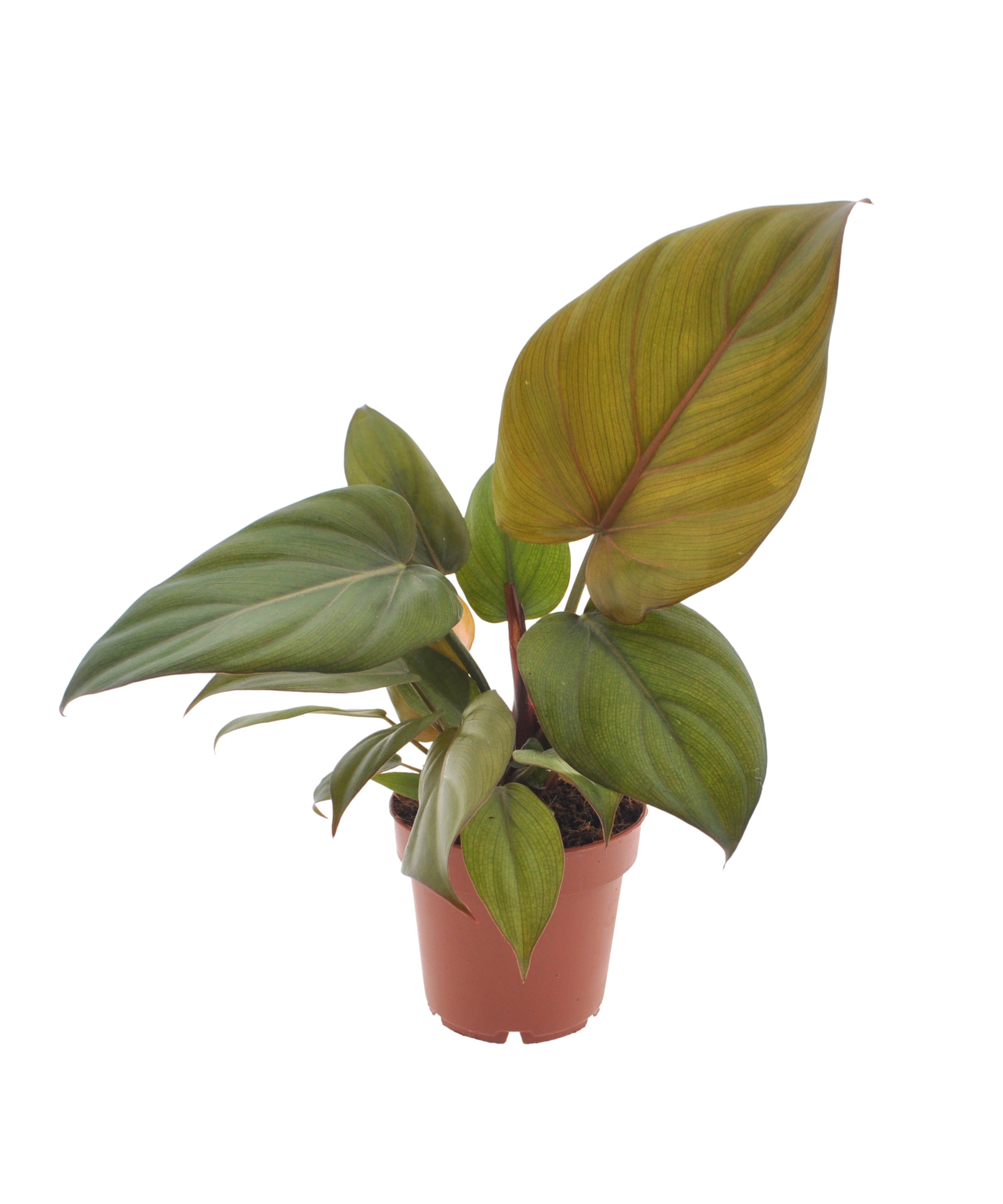 Philodendron Summer Glory | 35cm | met pot naar keuze