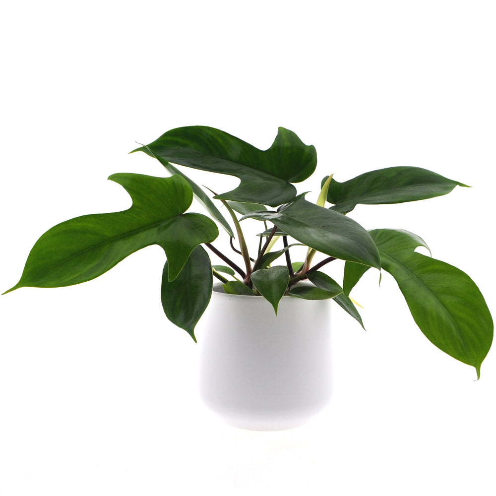 Philodendron Florida Green | 30cm | inclusief witte keramieken pot  | Jungle