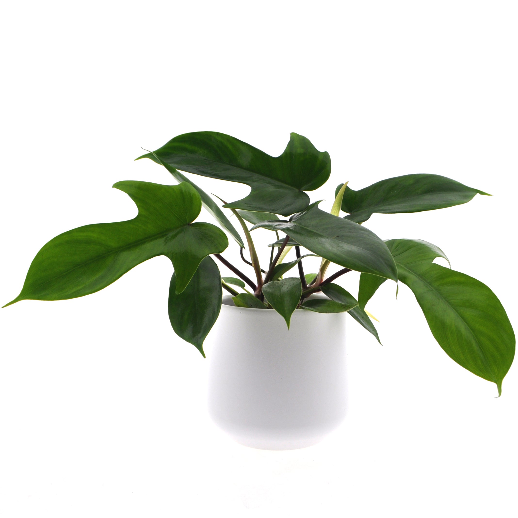 Philodendron Florida Green | 30cm | inkl. weißem Keramiktopf | Dschungel