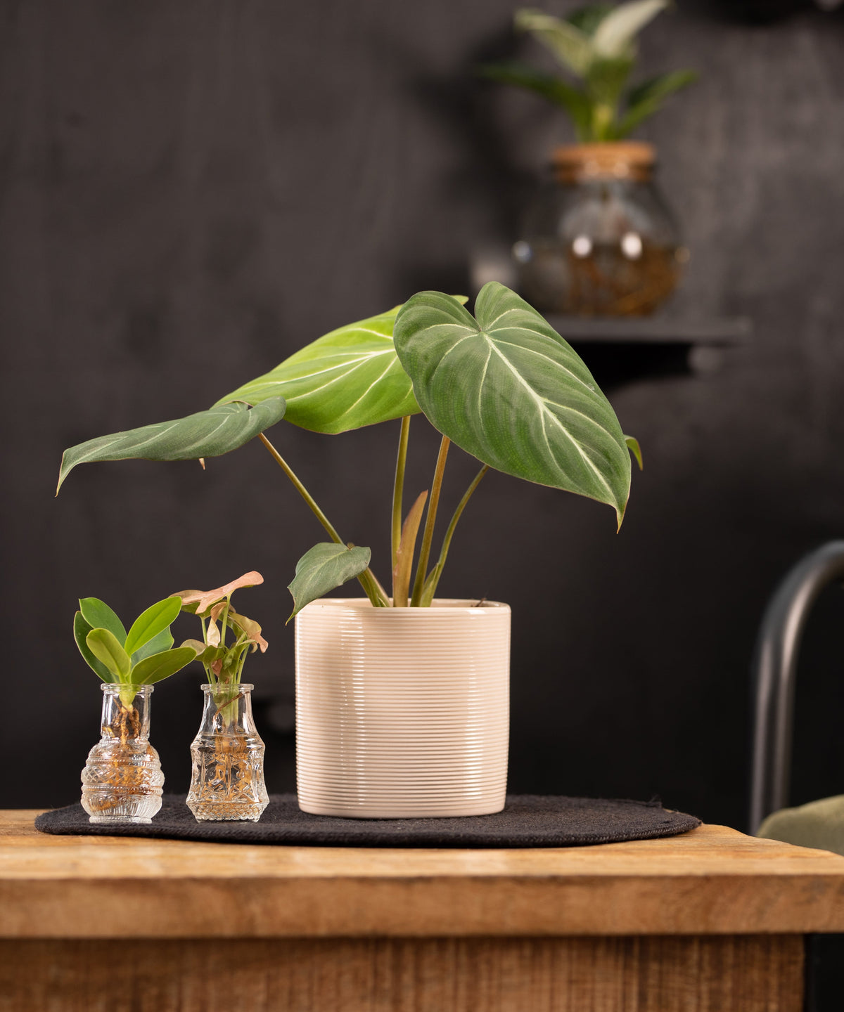 Intenz | Exclusive plants for modern living | Webshop – intenz