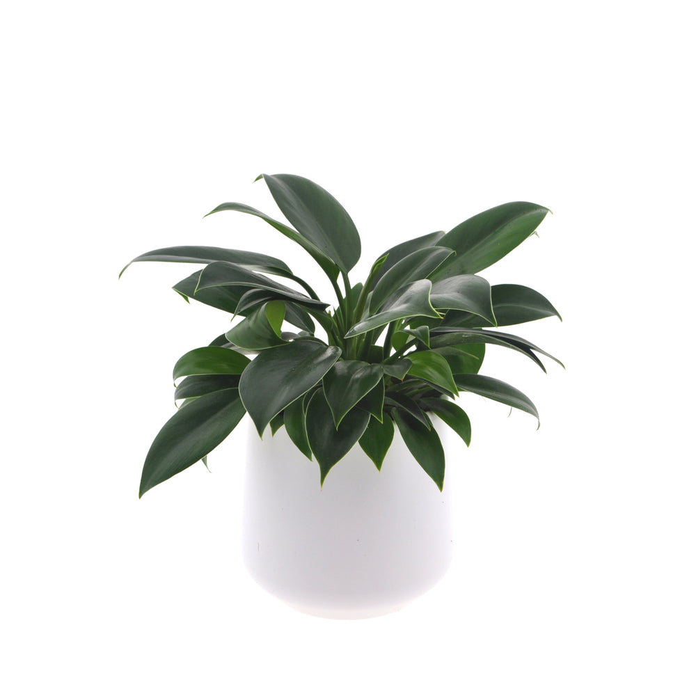 Philodendron Green Princess | 35cm | inclusief witte keramieken pot | Jungle