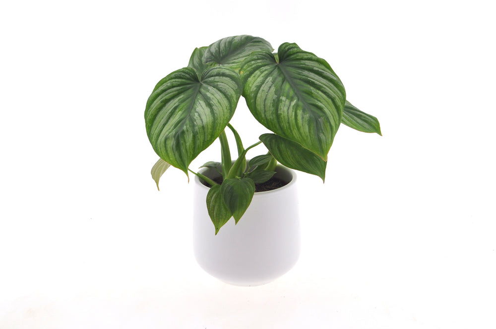 Philodendron Mamei | 35cm | incl. white ceramic pot