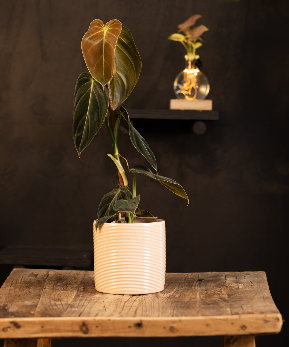 Philodendron Melanochrysum | 35cm | incl. witte keramieken pot