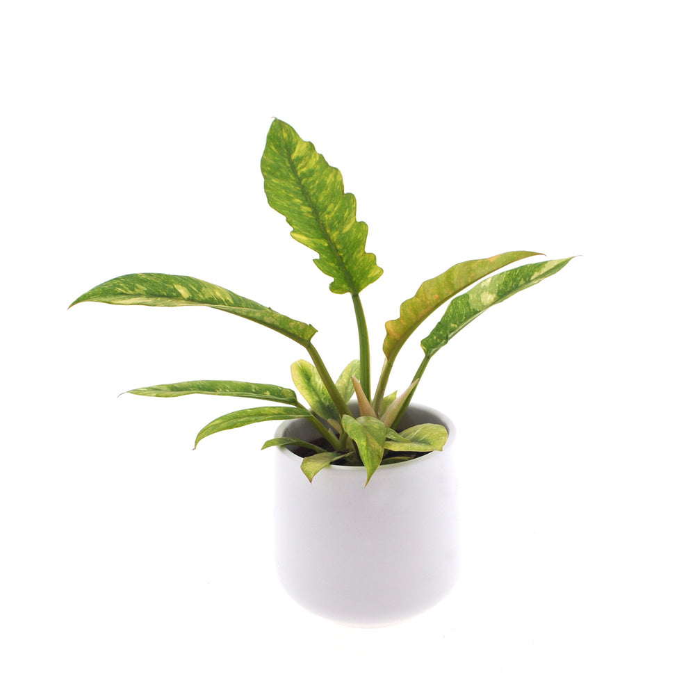 Philodendron Ring of Fire | 30cm | incl. white ceramic pot