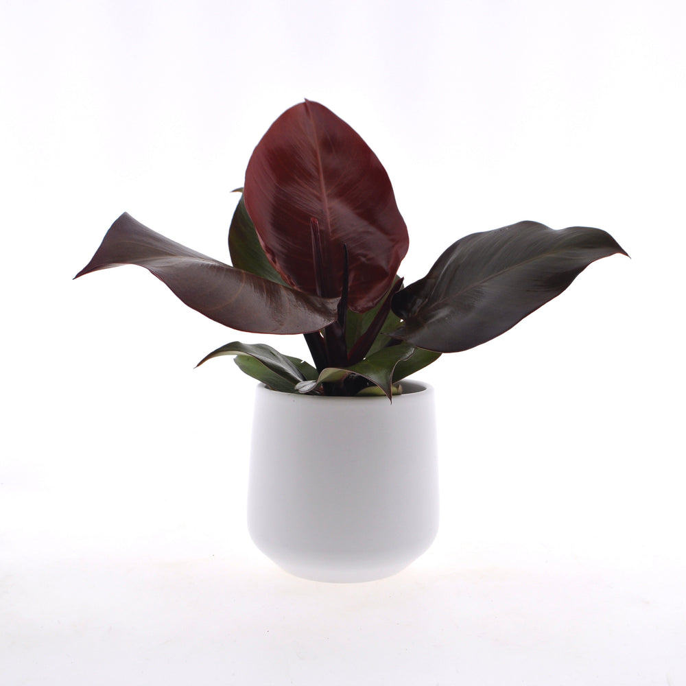 Philodendron Sunlight | 30cm | inclusief witte keramieken pot | Jungle