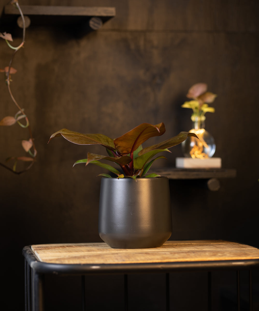 Philodendron Sunlight | 30cm | inclusief witte keramieken pot | Jungle