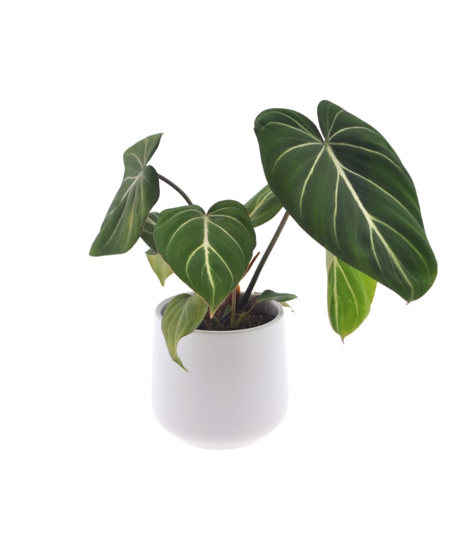Philodendron Gloriosum | 35cm | met pot naar keuze