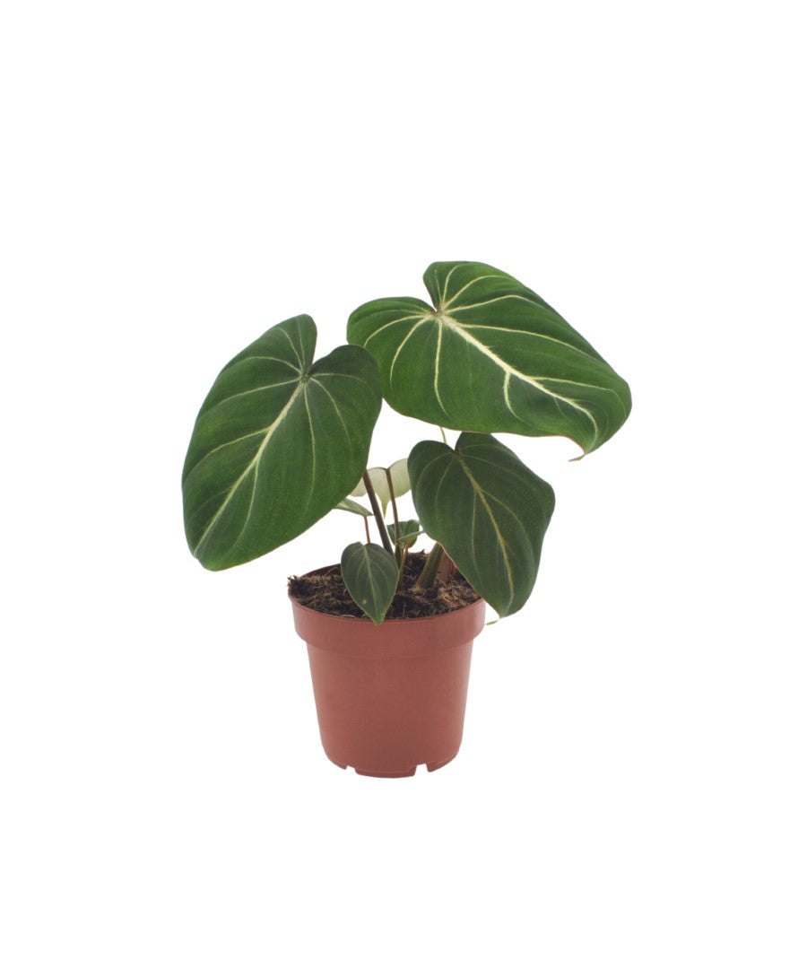 Philodendron Gloriosum | 35cm | met pot naar keuze