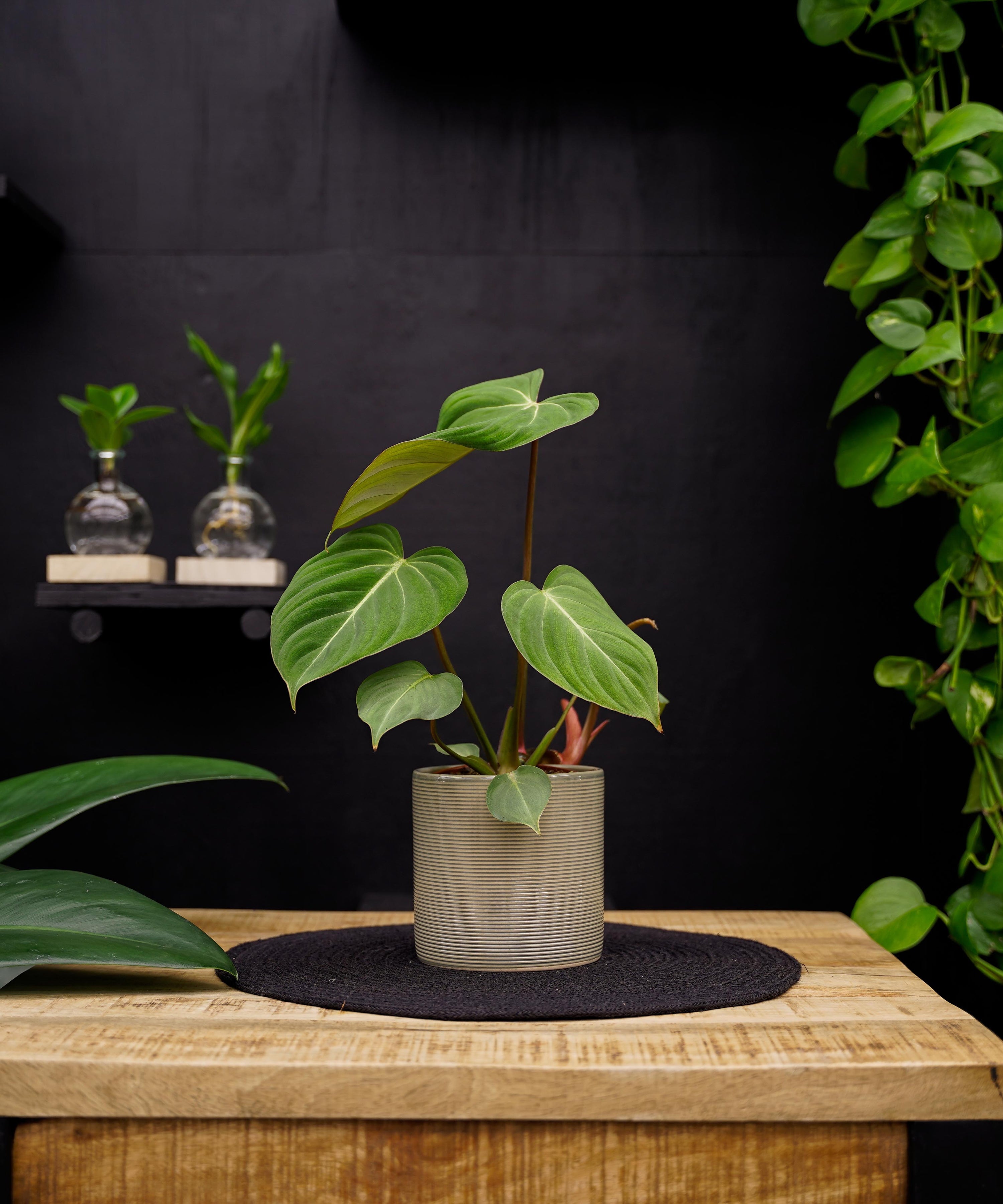Philodendron Gloriosum | 35cm | met pot naar keuze
