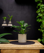 Philodendron Green Princess | 35cm | met pot naar keuze