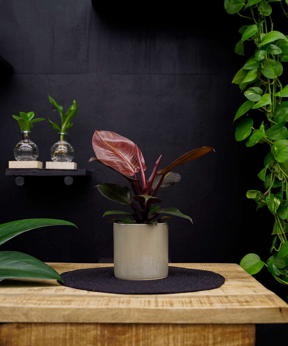 Philodendron Sunlight | 30cm | met pot naar keuze